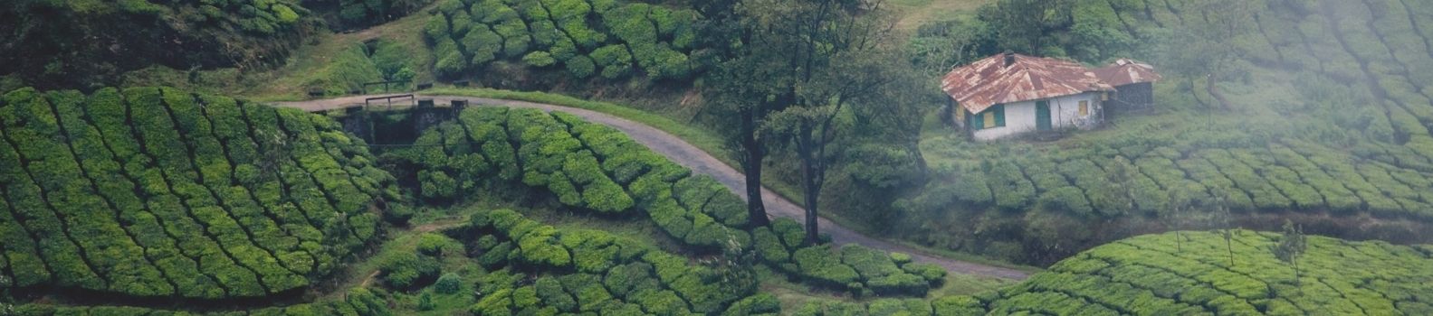 Glorious Munnar